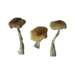 Polydrug
